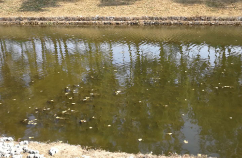 北京市航空港河段变质(zhì)水體(tǐ)水草(cǎo)填料案例