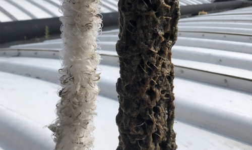 生物(wù)填料上的生物(wù)膜是怎么形成的呢(ne)？